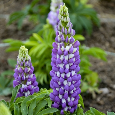 Lupinus 'Gallery Blue'